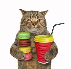 a cat is holding a cup and a stack of macaroons