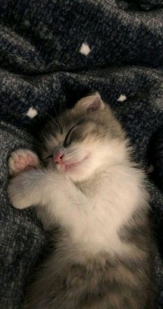 a small kitten sleeping on top of a blanket