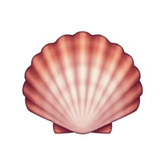 an image of a seashell on a white background