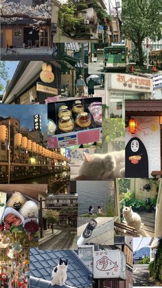 a collage of photos with cats and other things in them including buildings, cars, trees, and street lights