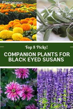 different types of plants with the words top 8 picks companion plants for black eyed susans