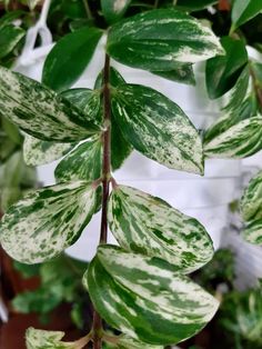 Lipstick Plant with thick, green leaves covered in white splashes - Houseplant411.com Lipstick Plant Care, Lipstick Plant, Plant Ideas, Hanging Plant, Tropical Plants, Hanging Plants, Live Plants