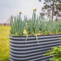 some plants are growing in a large metal container