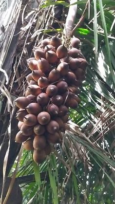 a bunch of fruit hanging from a tree