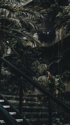 a person walking up some stairs in front of palm trees and other plants on the ground