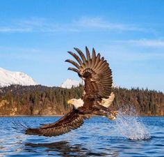 an eagle is flying over the water with it's wings spread out and landing