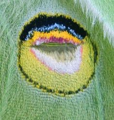 the eye of an animal is painted with colors