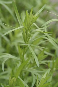 a close up view of some green plants