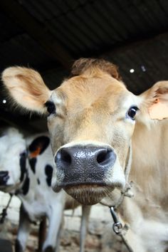 two cows standing next to each other in a barn