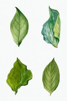 four green leaves on a white background, each with their own leaf type and color