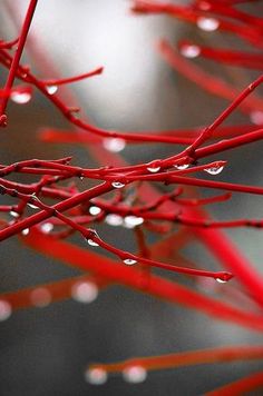 red branches with water drops on them and an islamic quote about the power of god