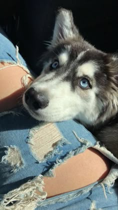 a close up of a dog laying on top of a person's leg wearing ripped jeans