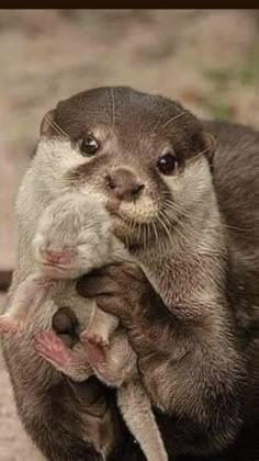 an otter holding its baby in it's paws