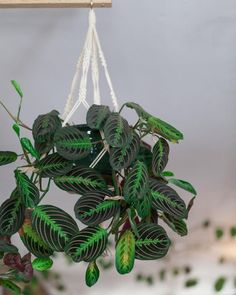 a green plant hanging from a white string