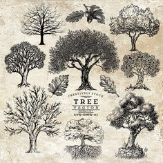 an old paper with trees drawn on it