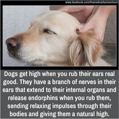 a dog is being petted by someone's hand with the caption dogs get high when you rub their ears real good