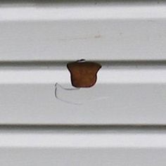 an apple that is sitting on the side of a white building with brown spots in it