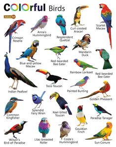 an image of birds that are colorful in their colors and names, with the caption's description below