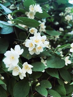 white flowers with green leaves in the background