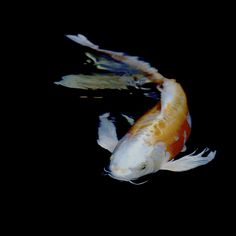 two orange and white koi fish swimming in the dark water with their tails curled up