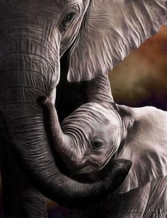 an elephant and its baby are touching each other's tusks with the caption save the elephants and then you have yourself mark shand