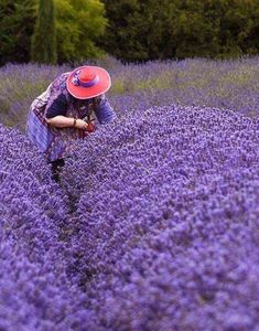 a woman in a red hat is picking lavender flowers