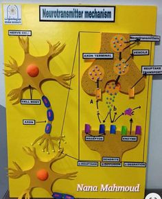 an image of a model of neutransmitter mechanism