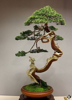 a bonsai tree is displayed on top of a wooden stand with moss growing from it