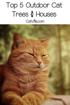 an orange cat with its eyes closed and the words top 5 outdoor cat trees & houses