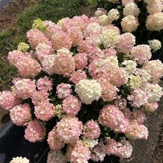 some pink and white flowers in the grass