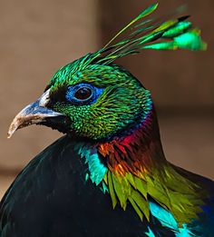 a colorful bird with feathers on it's head