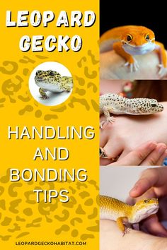 the leopard gecko is one of the most beautiful animals in the world