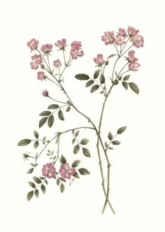 pink flowers with green leaves on a white background