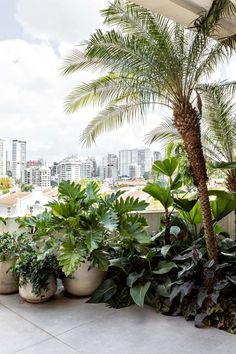 several potted plants on a balcony with the city in the background