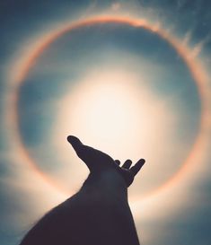 a dog looking up at the sun with its paw in front of it