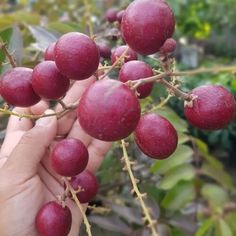 a hand holding some red berries on a tree