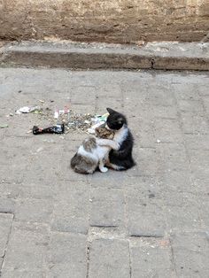 a black and white cat sitting on the ground