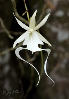 a white flower is hanging from a branch