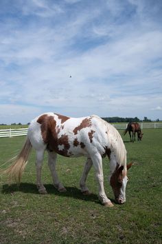 a brown and white horse eating grass in a field