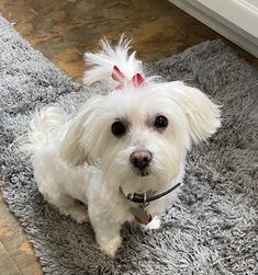 a small white dog sitting on top of a rug