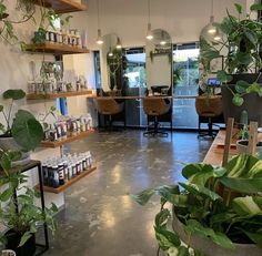 the inside of a hair salon with lots of green plants and potted plants on shelves