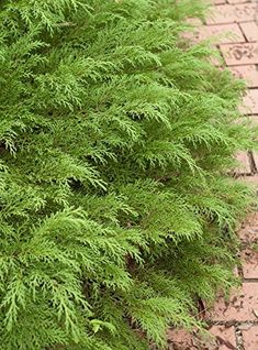 a close up of a green plant on a brick walkway