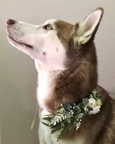 a brown and white dog wearing a flower collar with greenery on it's collar