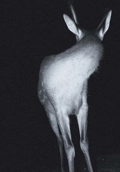 a deer is standing in the dark alone