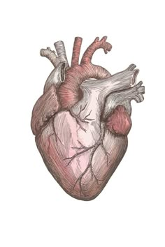 a drawing of the human heart