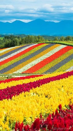 a field full of colorful flowers with mountains in the background