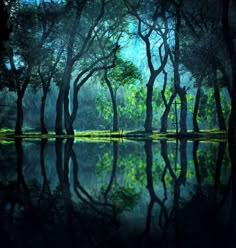 the trees are reflected in the still water