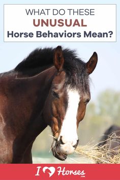 a horse eating hay with the caption what do these unusual horses behavior mean?