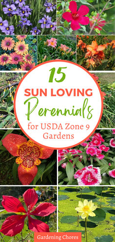 15 Sun-Loving Perennials Full Sun Zone 9 Plants, Flowers For Zone 9, Zone 9 Flower Gardening Texas, Zone 9 Perennials Full Sun, Zone 9b Flower Garden, Full Sun Landscaping Ideas Front Yard Zone 9, Zone 9 Perennials Garden Ideas, Zone 9 Backyard Landscaping, Cottage Garden Zone 9