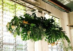 a plant hanging from the ceiling in front of a window with lots of greenery